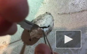 "Мешок с кошмарами": Видео с рождением милых паучат повергло зрителей в ужас