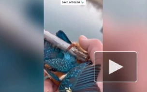 Появилось видео, как петербуржец спас примерзшего к ограде зимородка 