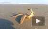 Уникальные кадры из Северной Каролины: Морская звезда бодро "бегала" по суше