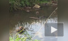 Видео: в парке Сосновка завелись новые обитатели пруда 