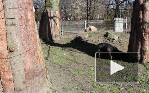 На видео попал единственный гигантский муравьед в России