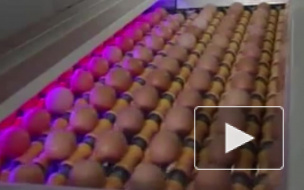В России стремительно дорожают яйца