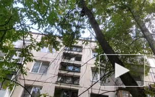 Видео: дети спасали застрявшую на ясене кошку во дворе Петербурга
