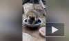 Видео: самка енота Молли моет еду перед завтраком в Ленинградском зоопарке