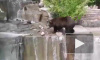 Пьяный мужчина напал на медведя в зоопарке и попал на видео