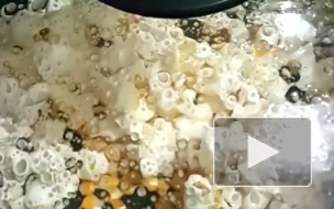 В Петербург не пропустили 24 тонны болезненного попкорна из Африки