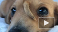 В США спасли щенка с хвостом на лбу