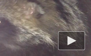 Бешеные енотовидные собаки держат в страхе Иваново