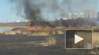 Видео: в Приморском районе горит камыш на фоне "Лахта Центра" 