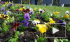 Видео: в Выборге высаживают цветы ко Дню Победы