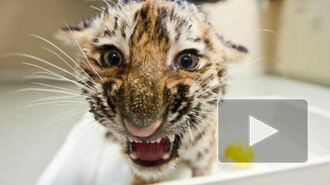 В Москве на пустыре нашли ящик с молодым амурским тигром