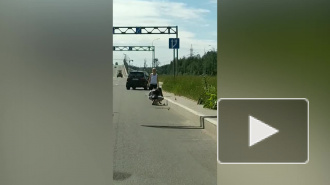 Автомобилисты помогли семейству уток перейти Суздальское шоссе: видео