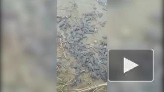 Жители Хабаровского края нашли на берегу речки сотни мертвых рыб и лягушек