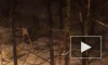 На проспекте Луначарского неадекватный мужчина ночью ломал детскую площадку и авто