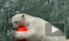 Ленинградский зоопарк показал, как медведица Хаарчаана играет в жару 