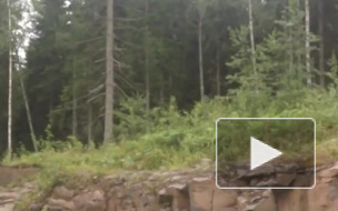 В Петербург из Финляндии не пустили 400 шуб