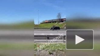 Инспекторы ДПС помогли утке с утятами перейти Таллинское шоссе