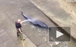 Кит застрял на мели в Темзе на юго-западе Лондона