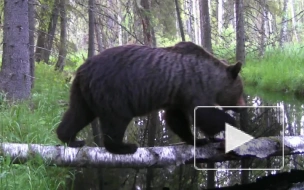 Камера засняла, как медведь балансирует на упавшем дереве в Ленобласти