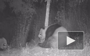 В Китае видеоловушка засняла любвеобильных панд 