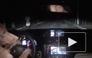 Видео с рыжей собакой, ловко угоняющей машину, покорило интернет