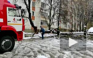 В Тульской области ветер и снег повалили более 70 деревьев
