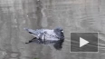 В Петербурге голубь научился плавать в пруду, спасаясь ...
