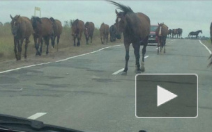 По Ропшинскому шоссе разгуливает табун бесхозный лошадей