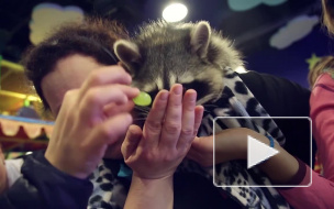 Енота, который упал с потолка в строительной компании, пытаются приучить к жизни в клетке