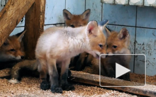 Центр помощи диким животным "Велес": история своры лисят