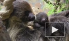 Детеныш двупалых ленивцев родился в Ленинградском зоопарке