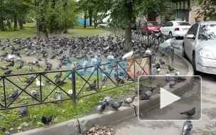 На проспекте Славы голуби оккупировали пешеходную дорожку и часть двора