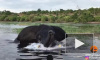 Видео: слон напал на лодку 