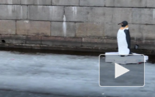 В Петербурге на льду высадился пингвин, он не ест и не пьет, пугает народ, а люди кидают ему монетки