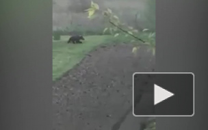 В Ярославле снова заметили медведя