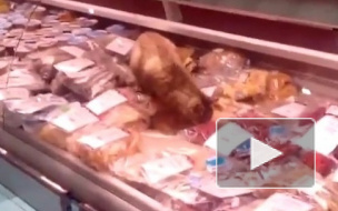 На защиту кота-обжоры из Владивостока встали Онищенко и Куклачев