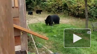 Видео: канадец вежливо попросил семью медведей покинуть его двор