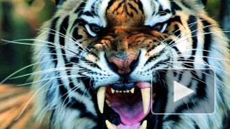 Дрессировщики советуют не держать дома тигров