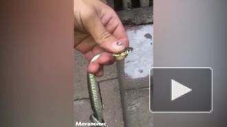В машине петербуржца поселился уж
