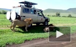 Турист в Африке чуть не лишился руки, когда гладил льва  