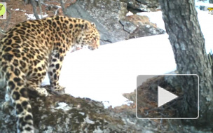 Россияне выбрали имя дальневосточному леопарду