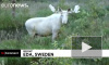 В лесах Швеции на видео попал белый лось-мутант