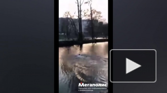 Юный "морж" переплыл Галерную гавань на Васильевском острове