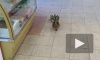 Видео: мама-утка вместе с утятами зашла в магазин Петербурга