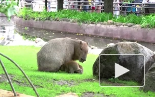 У пары капибар из Московского зоопарка родились трое детенышей