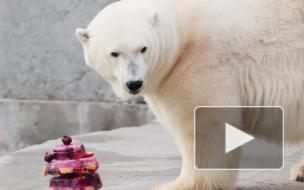Умерла символ Ленинградского зоопарка — белый медведь Услада