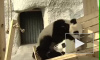 панды играют на горке