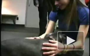 Собачке певицы Аврил Лавин нужен гувернер