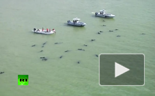 Во Флориде спасают черных дельфинов, застрявших на мелководье
