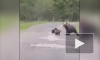 Медведица с тремя медвежатами выбежали из леса на дорогу под Петербургом